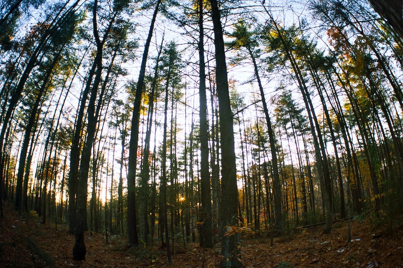 RR_04-Pine Grove.jpg